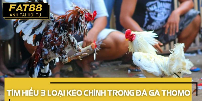 đá gà thomo 3 loại