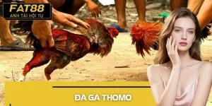 đá gà thomo