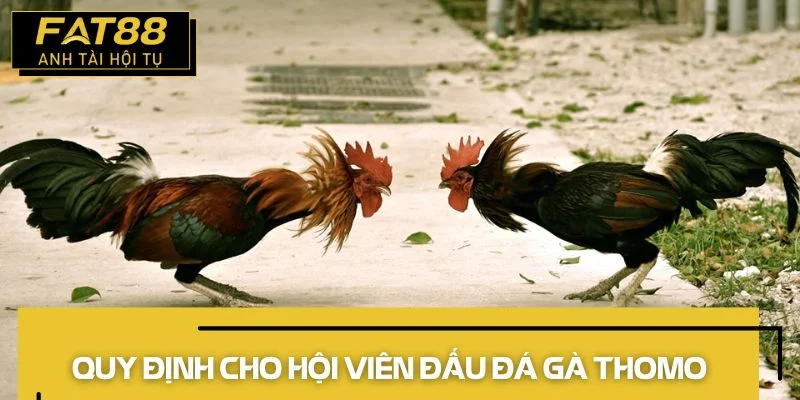 đá gà thomo quy định
