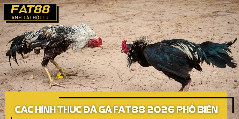 đá gà fat88 2026 các hình thức 