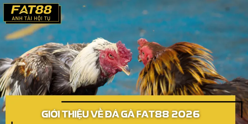 đá gà fat88 2026 giới thiệu