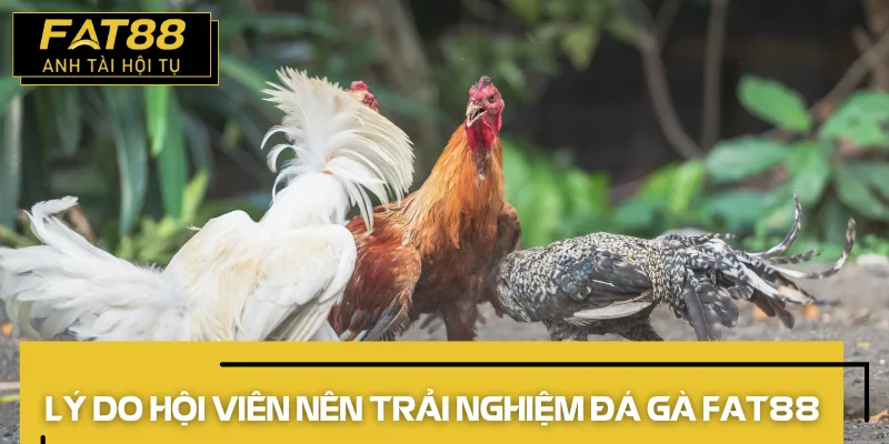 đá gà fat88 2026 lý do